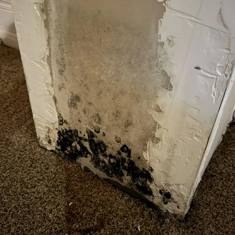 Professional Mold Removal in Highlands, TX